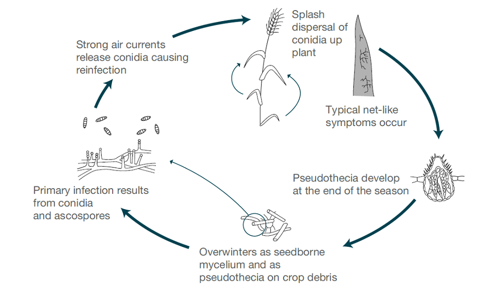 Net blotch life cycle (cereal disease)
